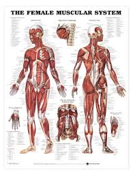 Female Muscular System Chart The Female Muscular System Laminated Lfa 98947