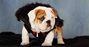 Maybe you would like to learn more about one of these? English Bulldog Breeder Heavensent Bulldogs Florida
