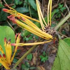 Image result for Phragmanthera capitata