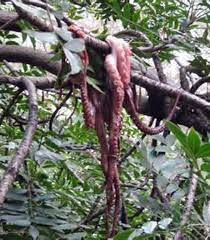 Scv News Save The Tree Octopus Commentary By Dianne Erskine Hellrigel Scvnews Com