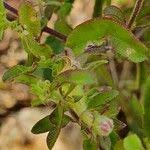 Image result for Sesamum angolense