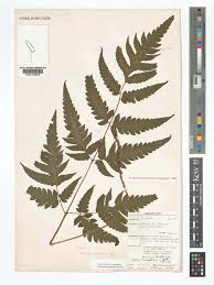 Image result for Tectaria fernandensis