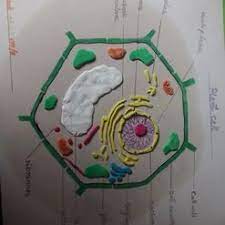 Plant cells differ from other eukaryotic cells because the organelles present are different. Plant Cell Model Project Clay