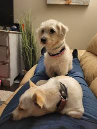 Daisy and Oakley are still up for adoption. They are 7 weeks old and  chihuahua beagle mixes. If anyone is interested please message me!