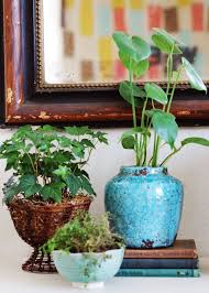 Plantas de agua para casa. Cinco Consejos Para Decorar Con Plantas