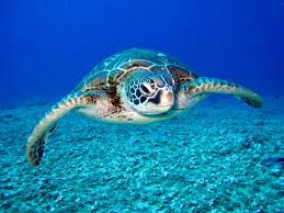 Simply do online coloring for coral reef fish and sea turtle coloring pages directly from your gadget simple coral reef coloring pages google search. Sea Turtle Fact Sheet Blog Nature Pbs