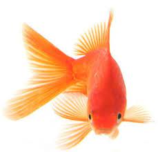 How To Clean A Goldfish Bowl In Five Minutes Goldfish Bowl Goldfish Goldfish Care