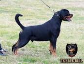 💎💎TK'S RED BULL💎💎 • HD-A, ED-0,... - TK'S Rottweilers ...