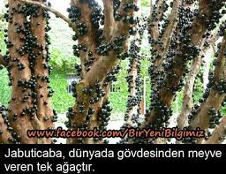 Nese Nin Gozdeleri Bitki Bilgi Ilginc Gercekler