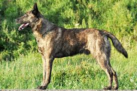 Check spelling or type a new query. Rare Coat Color Brindle German Shepherd Complete Guide