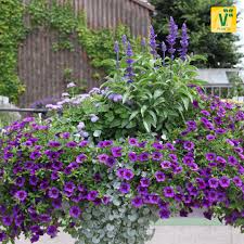 Ziersalbei Im Blumenmeer Zauberglockchen Calita Dark Blue Ziersalbei Farina Blue Colours Leberbalsam Ariel Garten Pflanzkasten Ziersalbei Sommerblumen