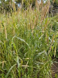 Image result for Cenchrus americanus