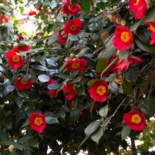 It is an evergreen shrub growing to 5 m tall. Camellia Sasanqua Yuletide Live Plant In Quart Pot Bushes Shrubs Yard Garden Outdoor Living