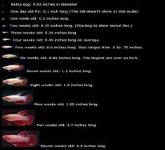 Betta Fish Growth Chart Betta Fish Breeding Betta Fish