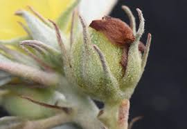 Image result for Melhania virescens