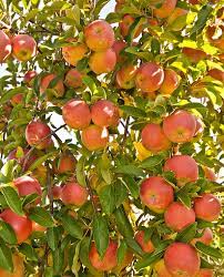 You get quality fruit trees direct from the fruit tree specialists. Fall Season Care For Fruit Trees Inexpensive Tree Care Fruit Plants Fruit Trees Fruit Bearing Trees