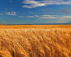 Provided to youtube by stem disintermedia inc.fields · giveonfields℗ 2018 medium, blossum entertainment, & twenty rulesreleased on: Protects Your Business Young Woman On Yellow Field With White Umbrela Conceptu Sponsored Yellow Field White Woman Landscape Wheat Fields Scenery