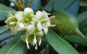 Image result for Brexia