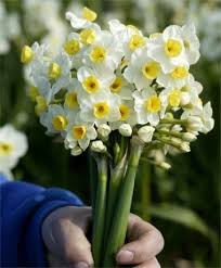 Narcissus Avalanche Tazetta Narcissi Narcissi Flower Bulbs Index Bulb Flowers Narcissus Flower Daffodils
