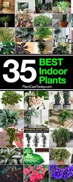 The Best Indoor Plants List Helps Guide You In Selecting Proven Houseplants For Your Home Tall Floor Tabl Plants Indoor Plants Low Light Large Indoor Plants