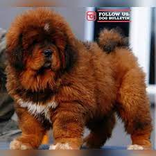 Pin By Aprilwilkins On Leonberger Tibetan Mastiff Puppy Tibetan Dog Mastiffs