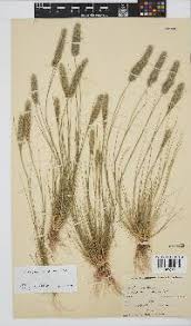 Image result for Enneapogon pretoriensis