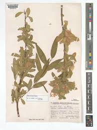 Image result for Maerua becquetii