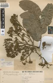 Image result for Isoberlinia angolensis