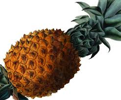 Check spelling or type a new query. Leder Aus Ananas Sz Magazin