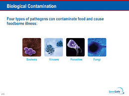 There are four types of food contamination: You Can Prevent Contamination Objectives Biological Chemical And Physical Contaminants And How To Prevent Them How To Prevent The Deliberate Contamination Ppt Download