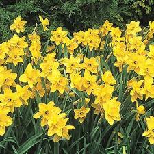 Shop Carlton Daffodil At Breck S Daffodils Daffodil Gardening Partial Shade Flowers