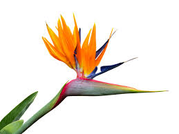 Transparent Bird Of Paradise Flower Drawing Free Image On Pixabay Caudata Strelitzia Orchid Wallpaper Birds Of Paradise Flower Free Images