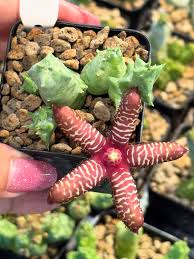 Image result for Orbea maculata