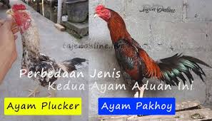 Perbedaan Jenis Ayam Plucker Dan Ayam Pakhoy Kompasiana Com