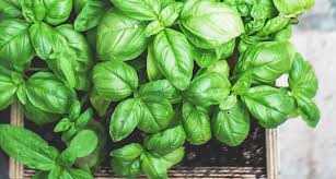 We did not find results for: How To Grow An Herb Garden From Seeds Nextdoor Homestead