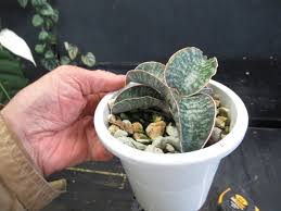 Image result for Sansevieria dawei