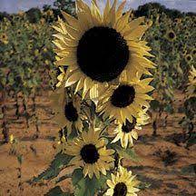 We are updating the video upload wedding concepts and concepts wedding video that i made as attractive as possible wedding concepts such as niagara falls. Moonwalker Sunflower Sunflowers Cheer Up Any Garden Setting And Are Fashionable In Flower Arrangements Birds Love Their Ed Annual Plants Flowers Flower Seeds