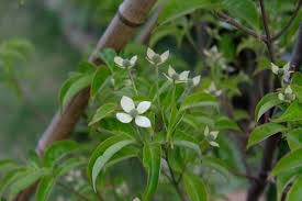 ヤマボウシの葉が落葉 移植した常緑ヤマボウシの厳冬対策 観葉植物の育て方 ｑ ａ ブルーミングスケープ