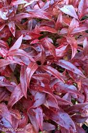 Buy Scarletta Fetterbush Leucothoe Fontanesiana Zeblid Free Shipping 2 Gallon Potted Plant For Sale O Plants For Sale Online Plants Ground Cover Plants