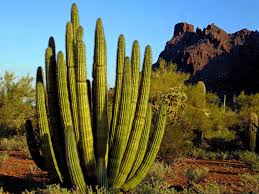 Those of you who live in or near a desert, post a would you like the dry weather? Desert