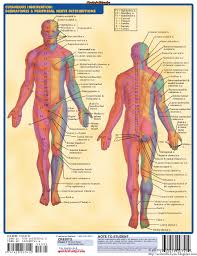 Bar Charts Quickstudy Nervous System