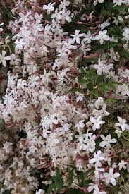 Image result for Jasminum pauciflorum