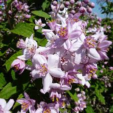 Image result for Deutzia x hybrida ′Mont Rose