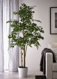 Image result for ficus benjamina en casa