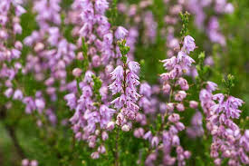 Clustered flowers hang lusciously from sturdy stalks, resembling bundles of grapes. 17 Of The Most Fascinating Flowers That Start With H Their Symbolism
