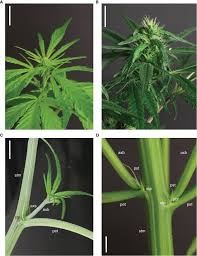 Image result for Cannabis sativa