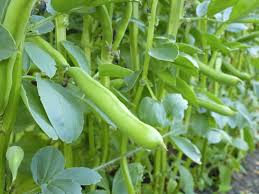 Chi, mentre sgambetta, non s'accorge di un campo di fave e ne coglie qualcuna? Fava Una Leguminosa Per Il Greening Della Pac Agronotizie Vivaismo E Sementi