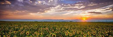 Sunflowers Panoramic Denver Colorado Sunset Rocky Mountains High Definiti Panoramic Photography Fine Art Landscape Photography Panoramic Photography Horizontal