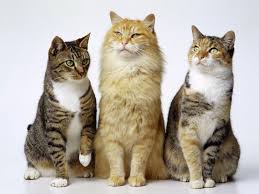 Resultado de imagen para gatos