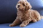 Goldendoodle Puppies and Cockapoo Puppies in Virginia by ...